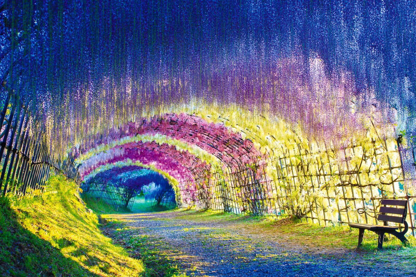 Wisteria Tunnels